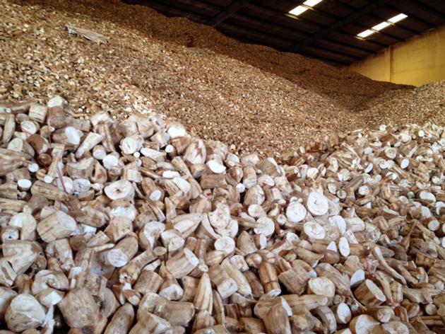 cassava chips