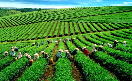 specialty tea