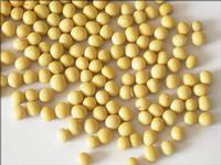 Soybean P.E.