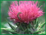 Milk?Thistle?P.E.