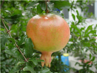 Pomegranate Rind P.E.