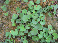 Centella Asiatica P.E.