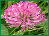 Red Clover P.E.