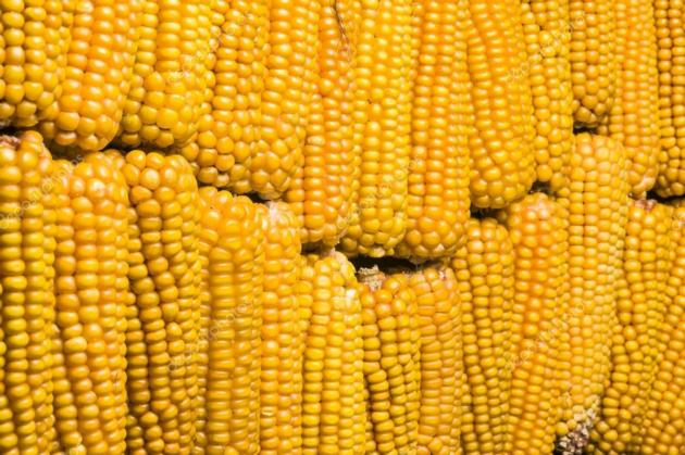 Yellow Corn