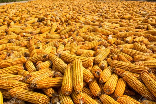 Yellow Corn