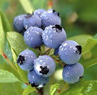 Bilberry P.E.