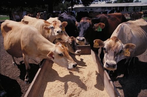 Feed Barley