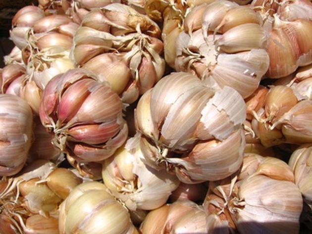 Garlic