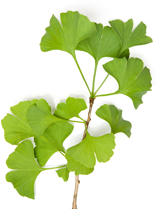 Ginkgo Biloba Extract