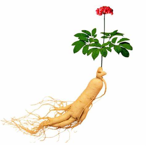 Panax Ginseng Extract