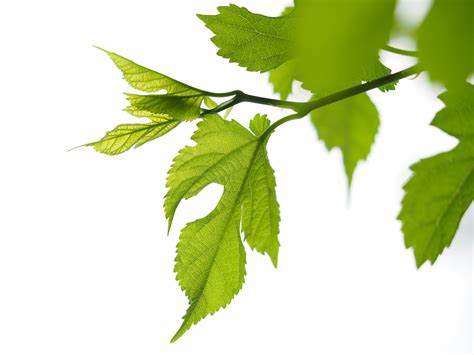Mulberry Leaf Extract