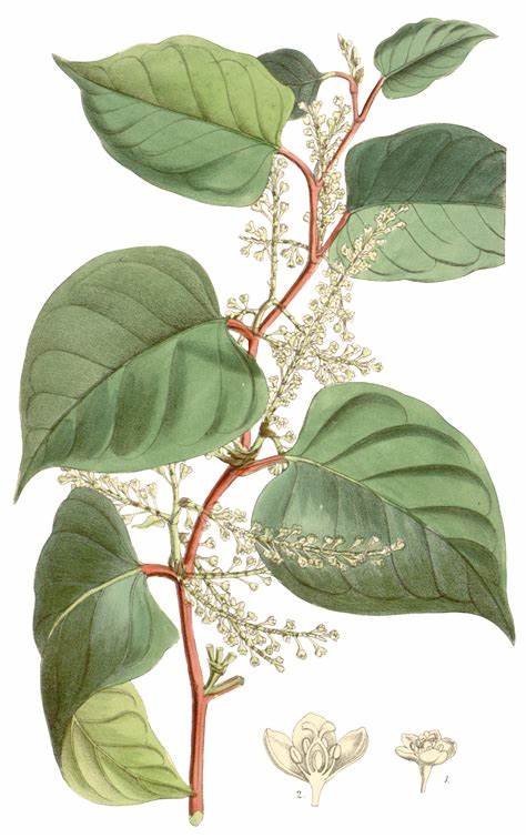 Ressveratrol