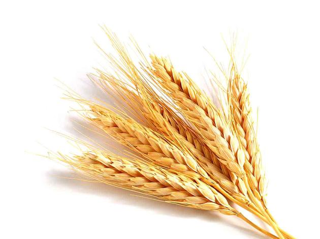 Durum Wheat