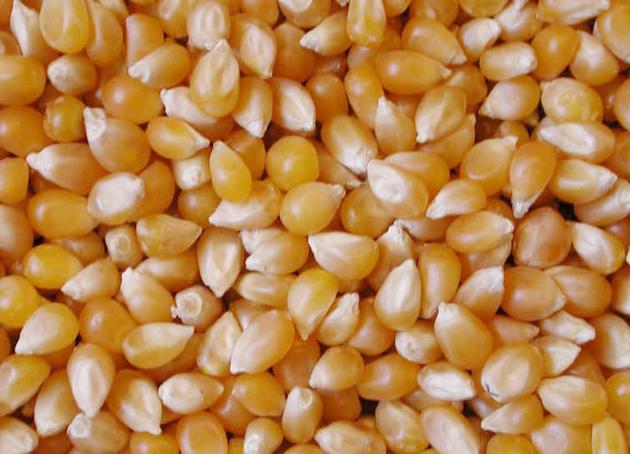 Corn Gluten Meal / Animal Feed / Feed Grade Yellow Corn