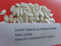 snow white pumpkin seeds
