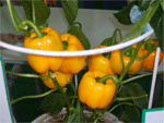 fresh bell pepper