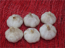 fresh garlic