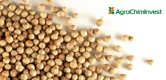 Coriander seeds