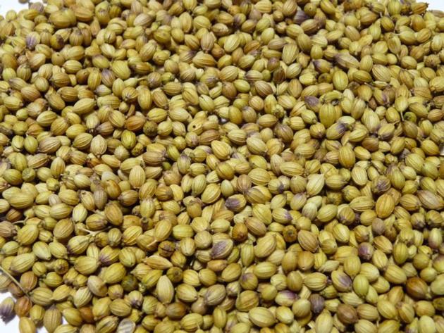 CORIANDER SEEDS