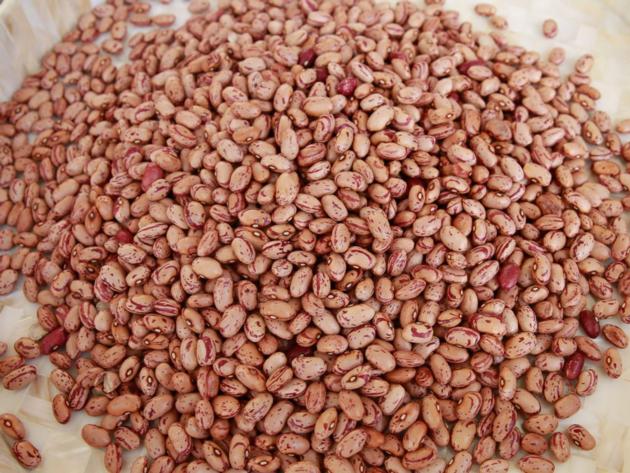 RED SPECKLED BEANS