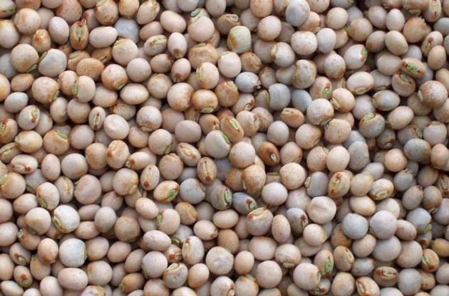 PIGEON PEAS