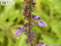 Coleus forskolin extracts   Forskohlin