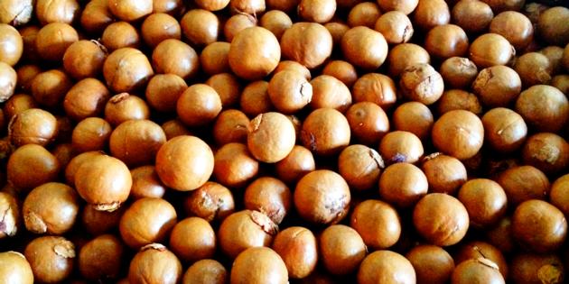 MACADAMIA