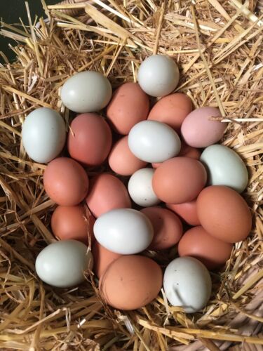 Chicken Broiler Hatching Eggs Cobb/Ross