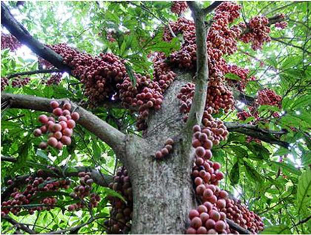 Mangosteen Powder Extract