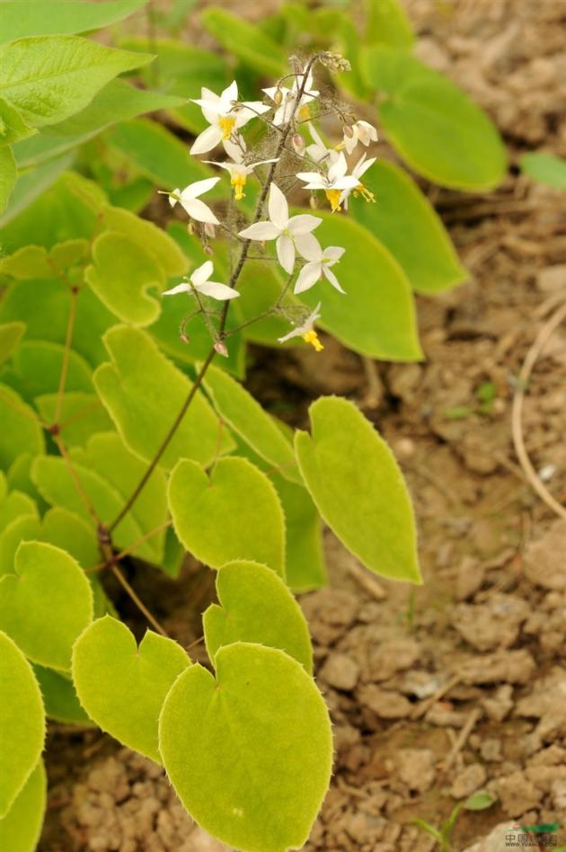 Horny Goat Weed