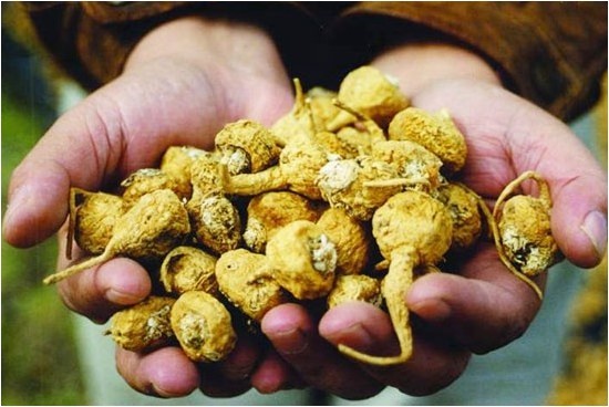 Maca Extract Powder