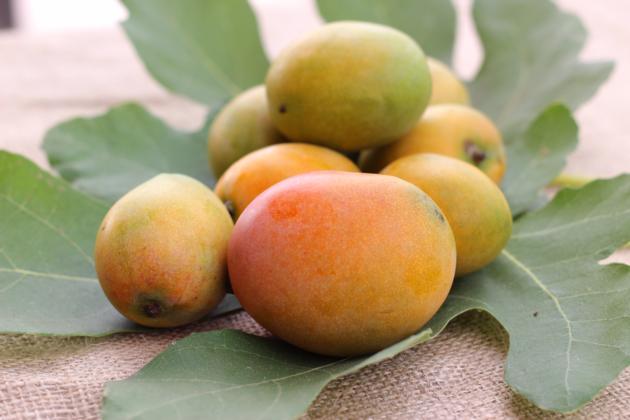 Mango Extract