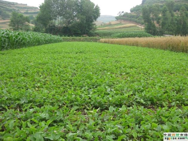 Polygonum Cuspidatum Extract Resveratrol