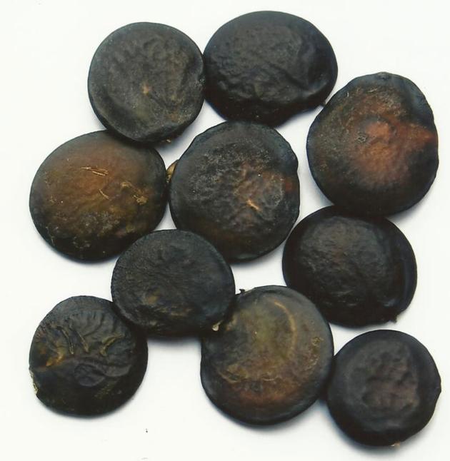 Griffonia Simplicifolia Seed