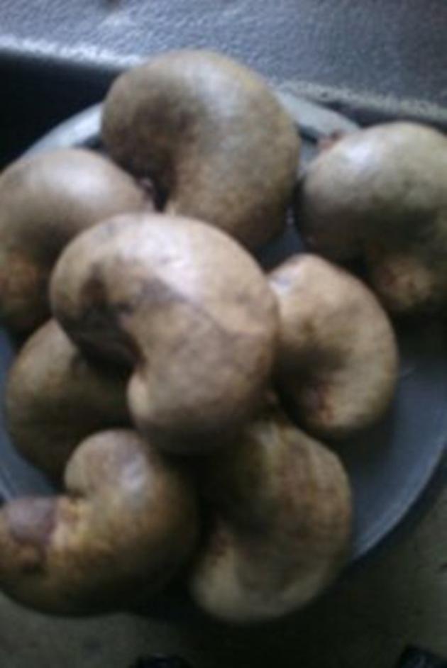 raw cashew nuts