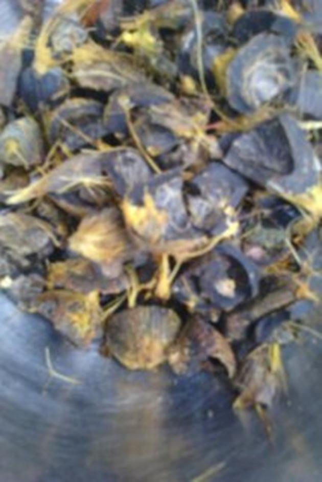 palm kernel shell