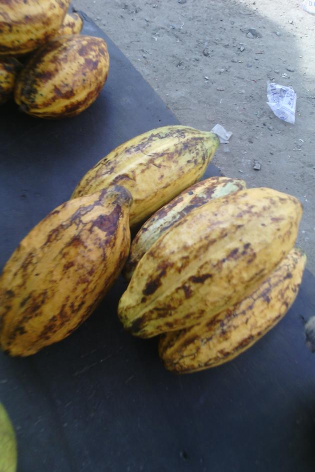 cocoa beans