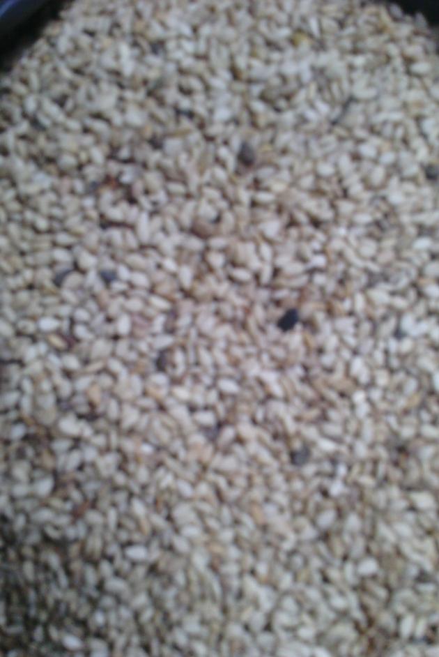 sesame seed
