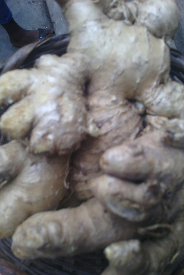 Ginger