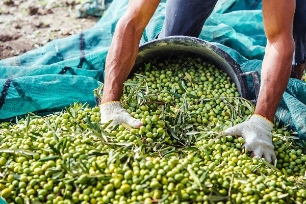 EXTRA VIRGIN OLIVE OIL