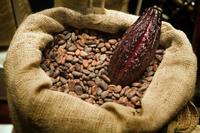 COCOA BEAN