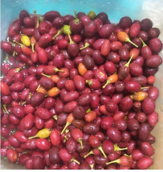 Order fresh Coca Seeds and coca leaves online best price