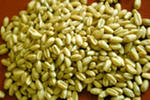 wheat grain