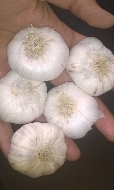 Garlics