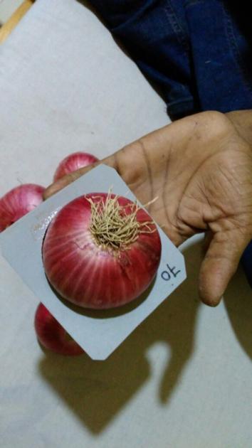 Red Onions