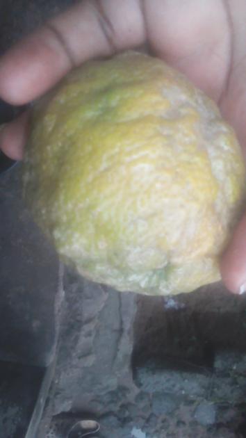 Lemon