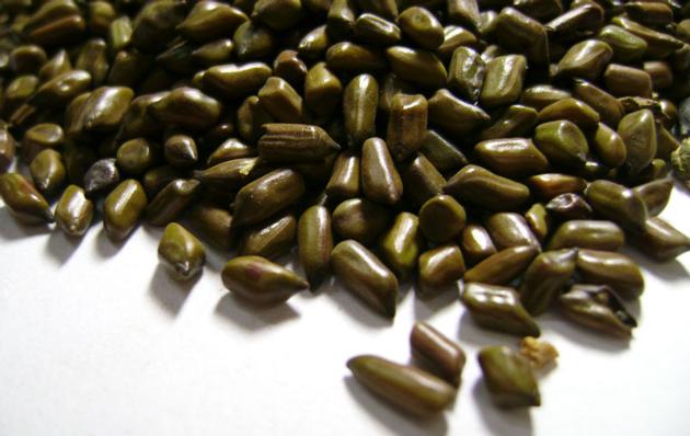 Cassia Tora Seeds
