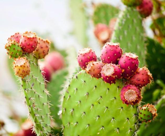 Bulk Prickly Pear Seed Oil Wholesale