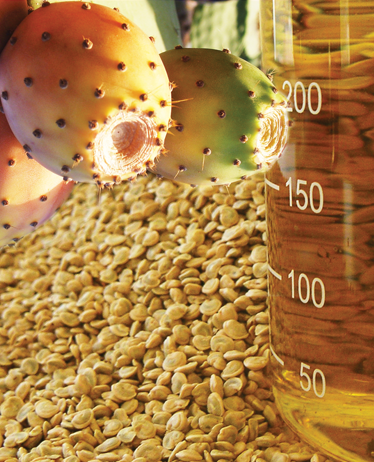 Bulk Prickly Pear Seed Oil Producers
