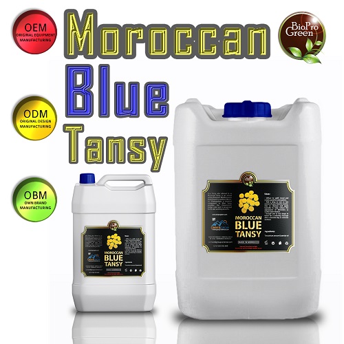 Moroccan blue tansy essential oil